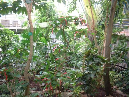 jardin botanique