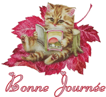le joli petit chat