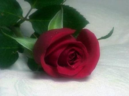 flower power....